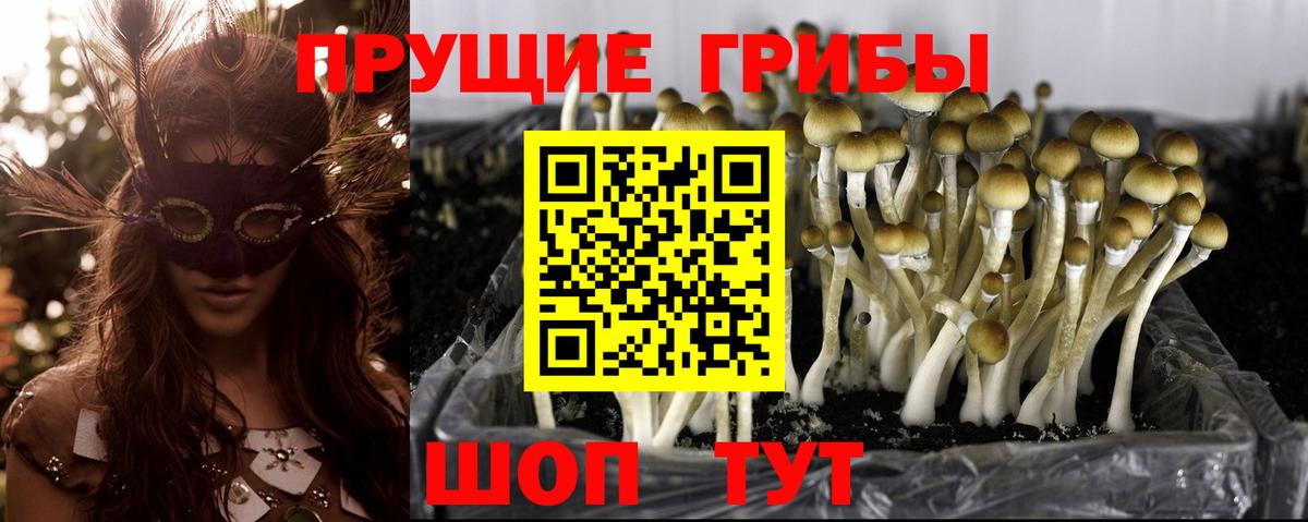 Псилоцибиновые грибы Psilocybine cubensis Крымск